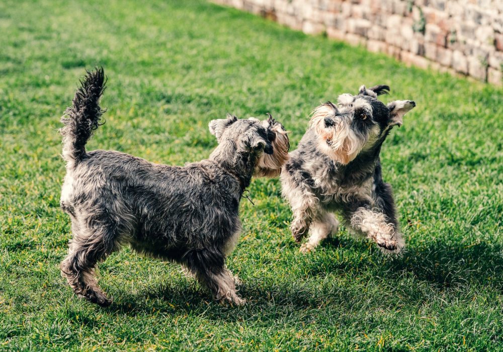 Perros jugando