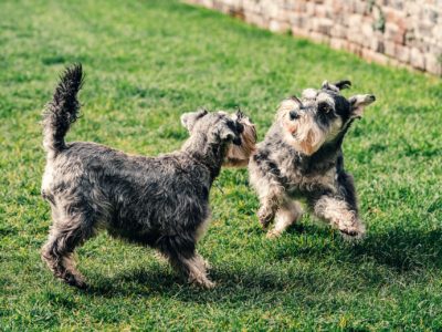 perros jugando