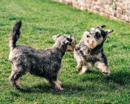 perros jugando