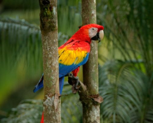 Imagen de un loro de colores