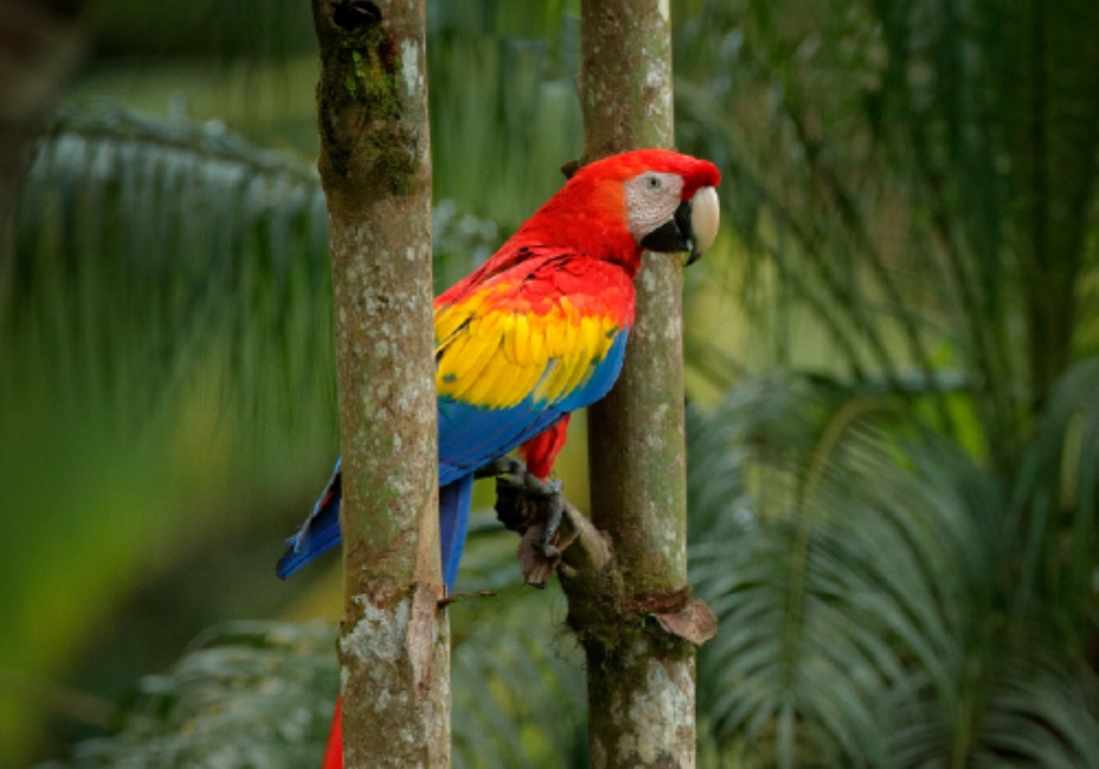 Imagen de un loro de colores
